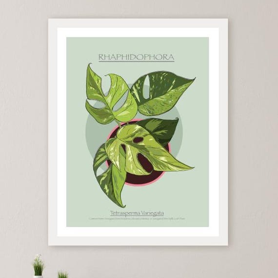 Instant Wall Art Botanical Boho Plant Decor Monstera Leaf Print Scandi Home Greenery Kitchen Office