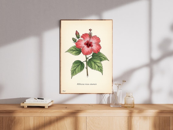 Vintage Hibiscus Botanical Illustration Red Bloom Classic Art Print