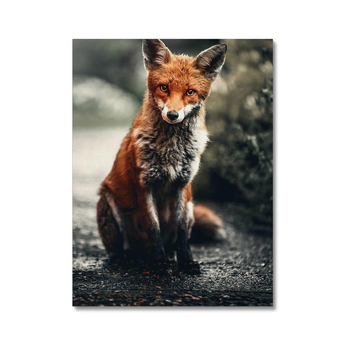 Stunning Red Fox Portrait Wildlife Poster Moody Forest Photography Art - Image 2