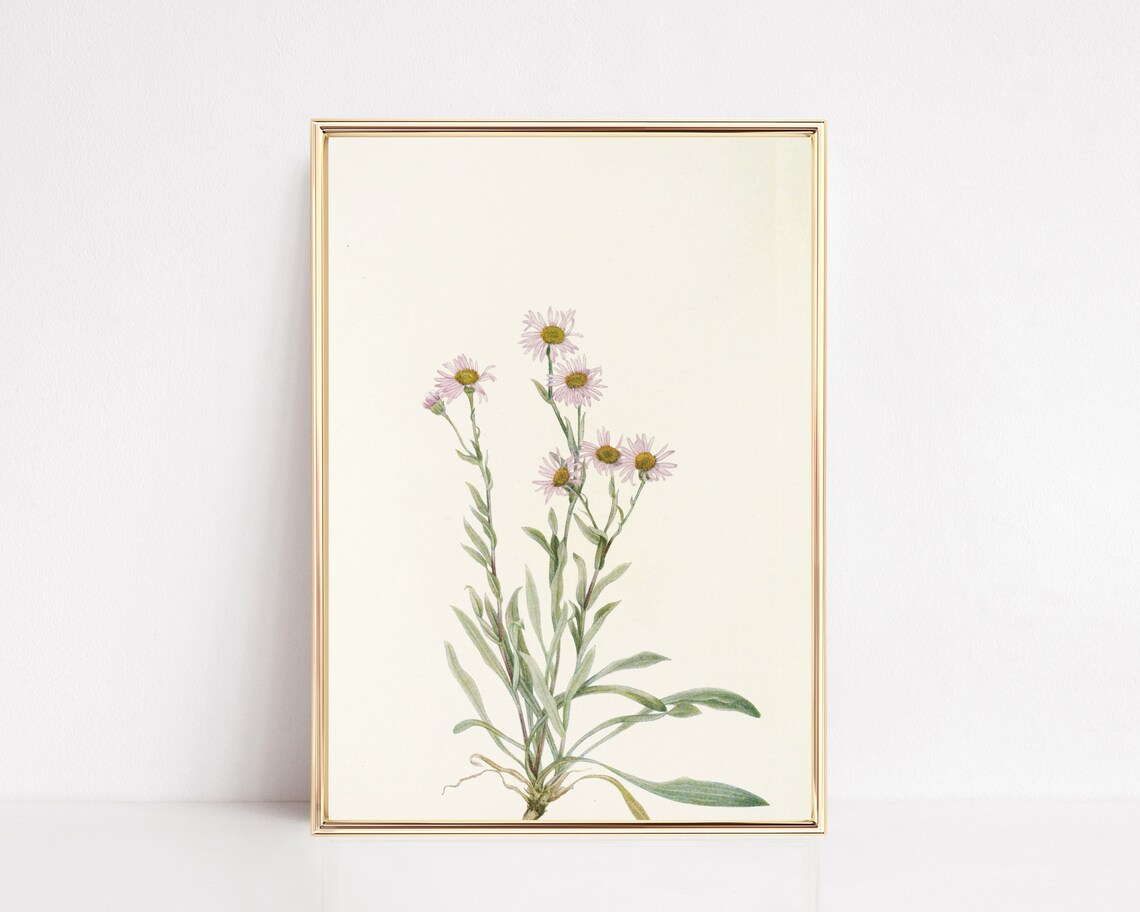 Pink Wildflower Vintage Botanical Art Print