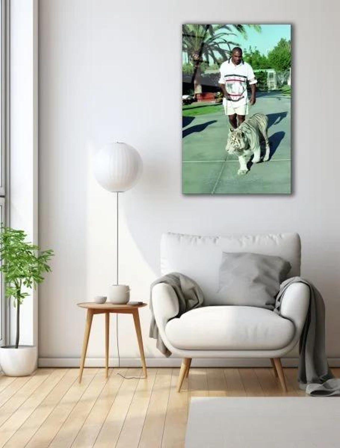 Man Walking With White Tiger Rare Wildlife Encounter Photo Poster - Image 3