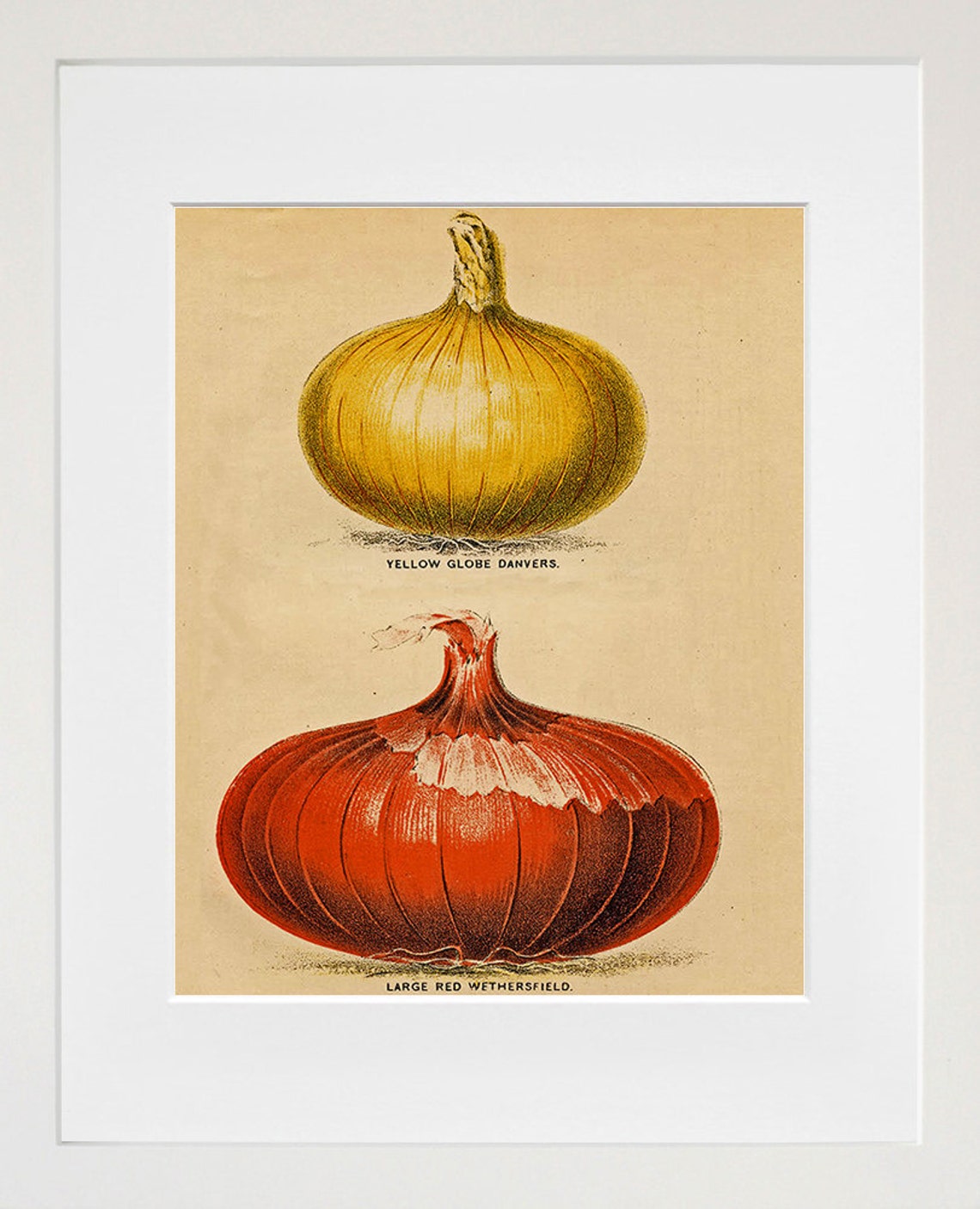 Vintage Onion Botanical Art Yellow Danvers Red Wethersfield Poster