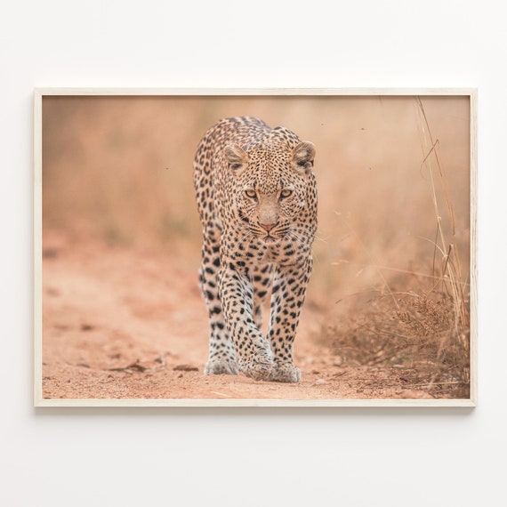 Leopard Colorful Poster Print Leopard Photo Wall Art Wall Art Boho Decor Colorful Wall Art Photography Poster Print C18 275