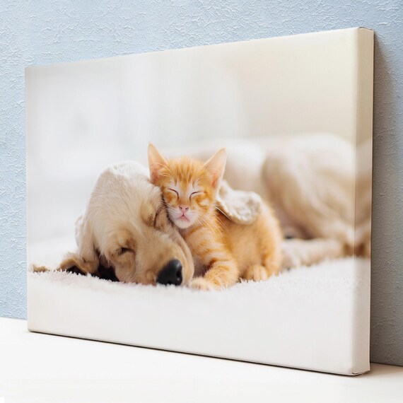 Golden Retriever Puppy Cuddling Ginger Kitten Sleeping Sweet Pets Poster