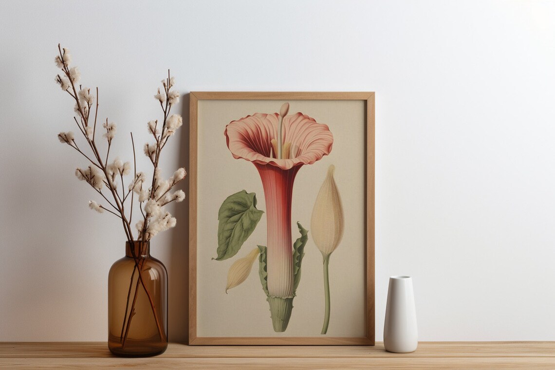 Botanical Regal Trumpet, Antique Arum Flower Sketch - Image 2