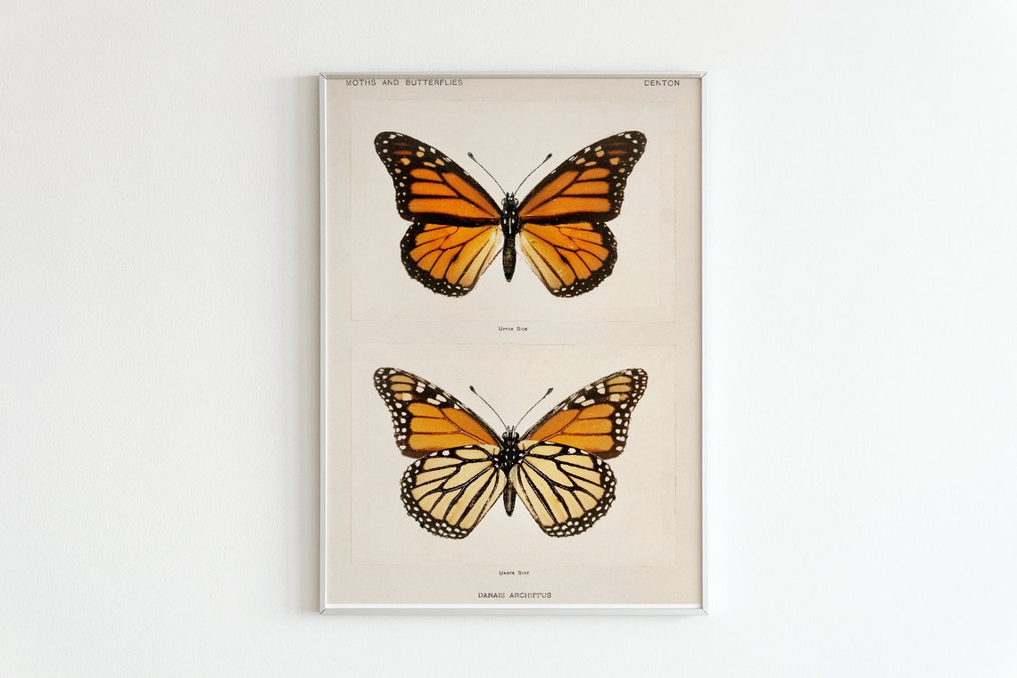 Monarch Butterfly Moths Vintage Scientific Illustration Poster
