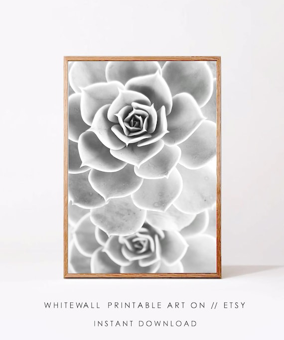 Black and White Succulent Rosette Macro Minimalist Plant Photo Poster