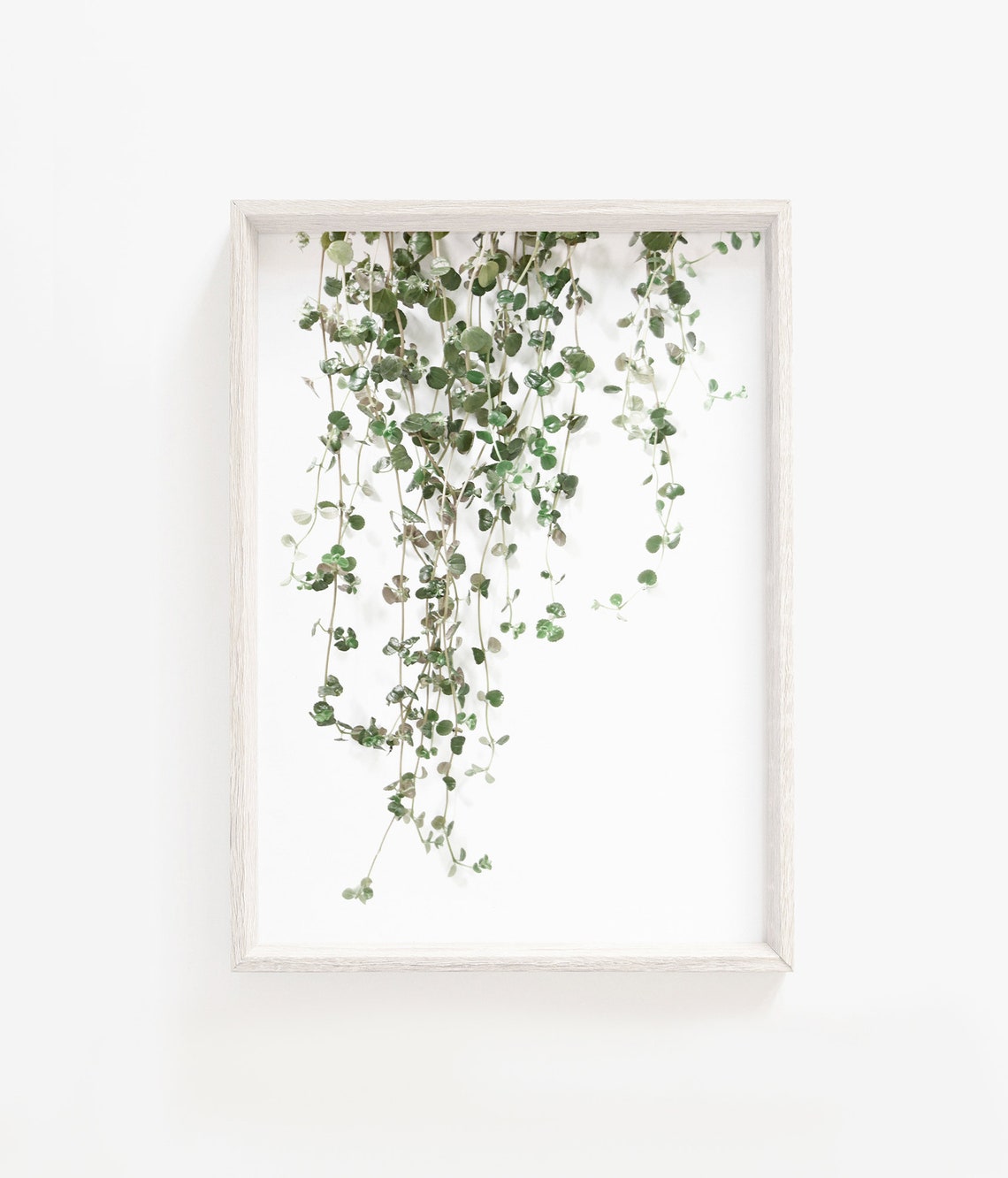 Botanical Plant Print - Leaf Art Poster