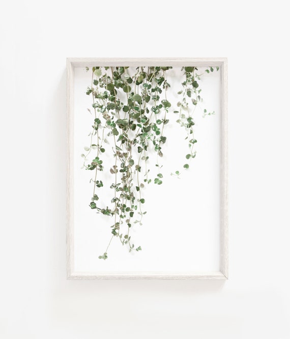 Botanical Plant Print - Leaf Art Poster