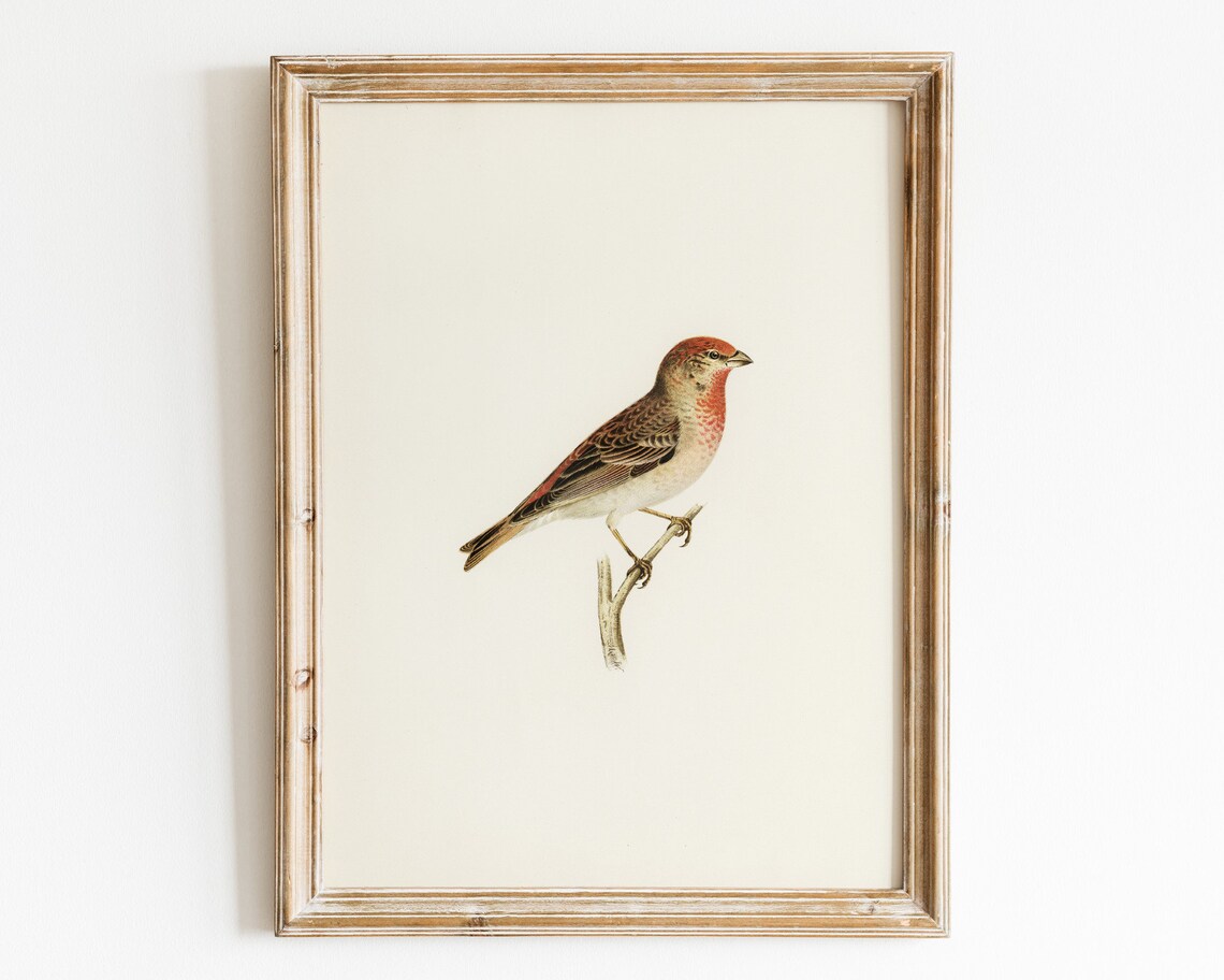Vintage Finch Bird Wall Art Bird Drawing Kids Room Wall Decor Farmhouse Nursery Art Print Antique Garden Bird Print - Image 2