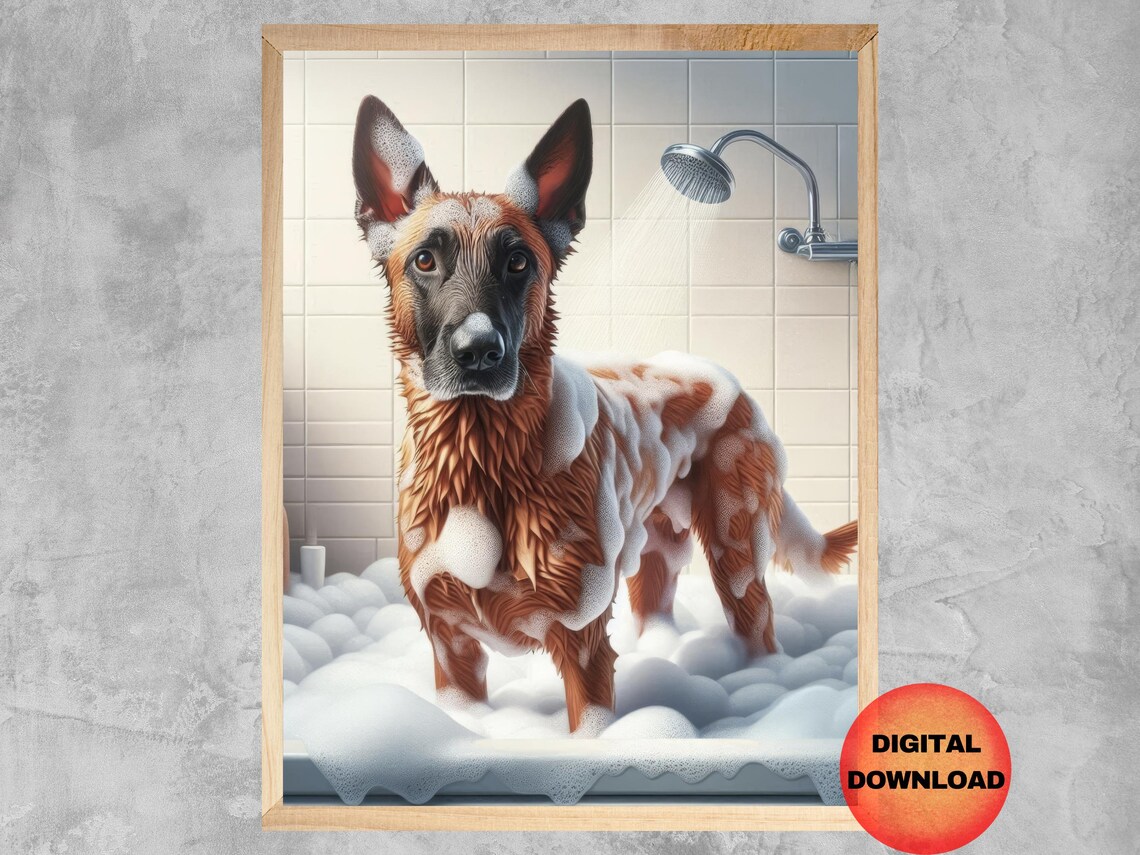 Belgian Malinois In Shower, Funny Bathroom Poster