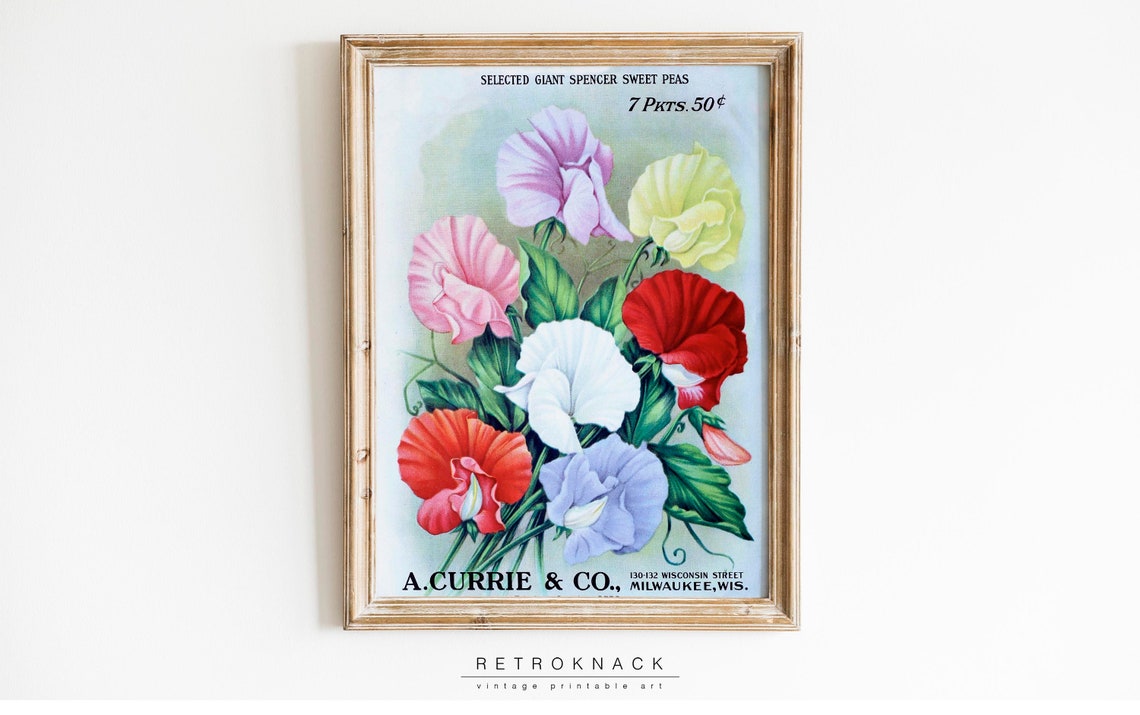 Vintage Sweet Pea Seed Packet Ad A Currie Co Botanical Flower Poster - Image 2
