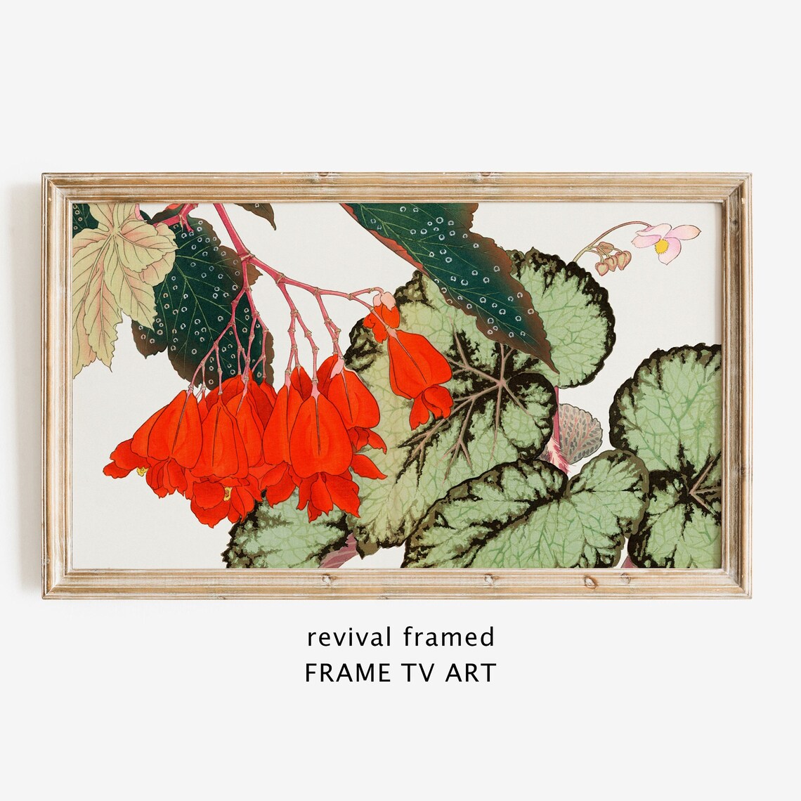 Red Begonia Blooms Vintage Botanical Illustration Floral Art Poster