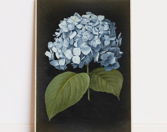 Blue Hydrangea Vintage Flower Art Print