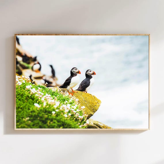Atlantic Sea Puffins, Irish Coastline Art Print