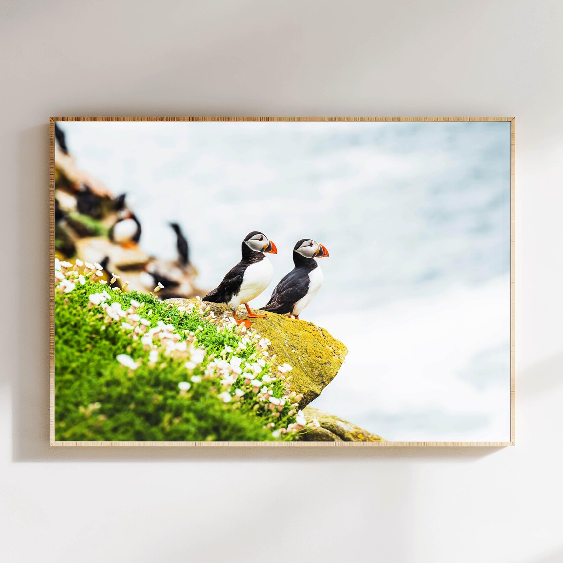 Atlantic Sea Puffins, Irish Coastline Art Print