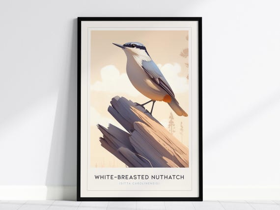 Whitebreasted Nuthatch Art Print Elegant Bird Illustration