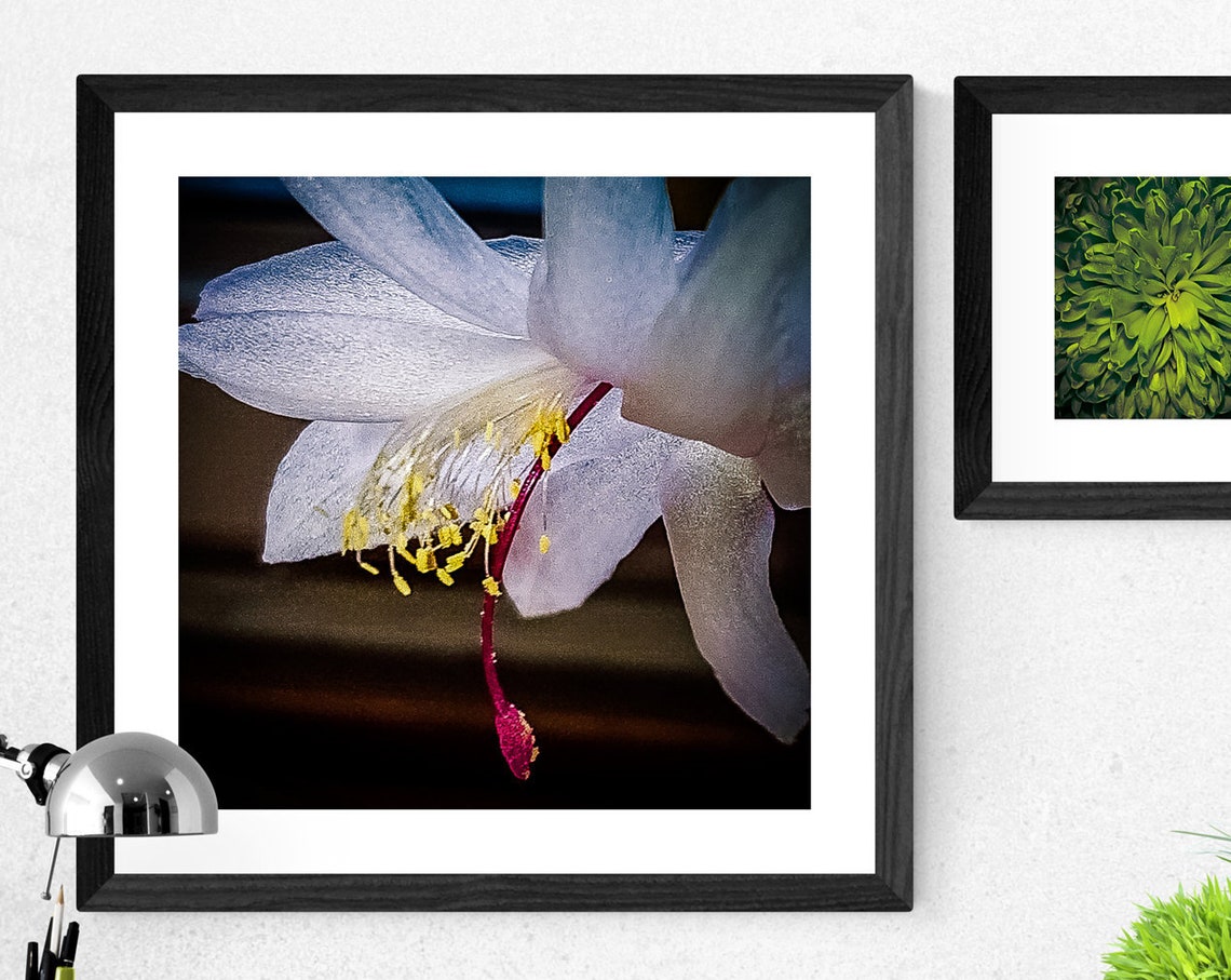 Beautiful White Bloom Macro Photography Dark Botanical Poster