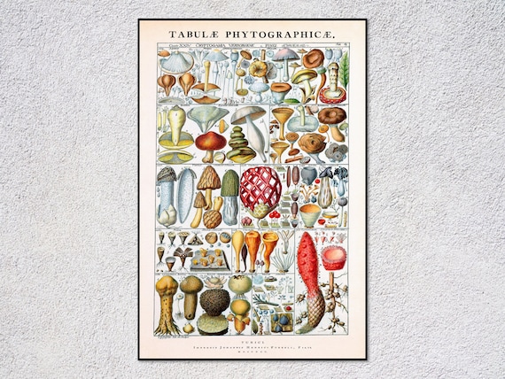 Johannes Gessner Historic Vintage Botanical Art Print