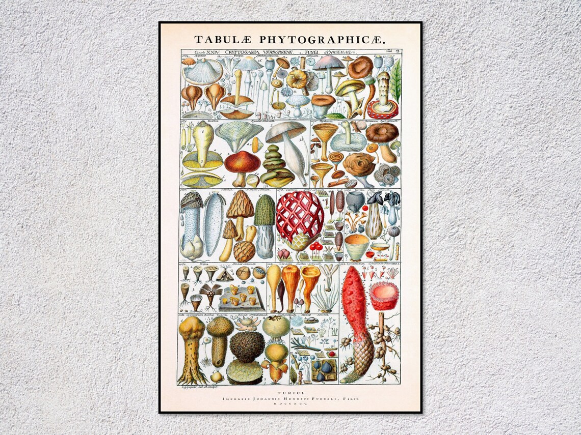 Johannes Gessner Historic Vintage Botanical Art Print