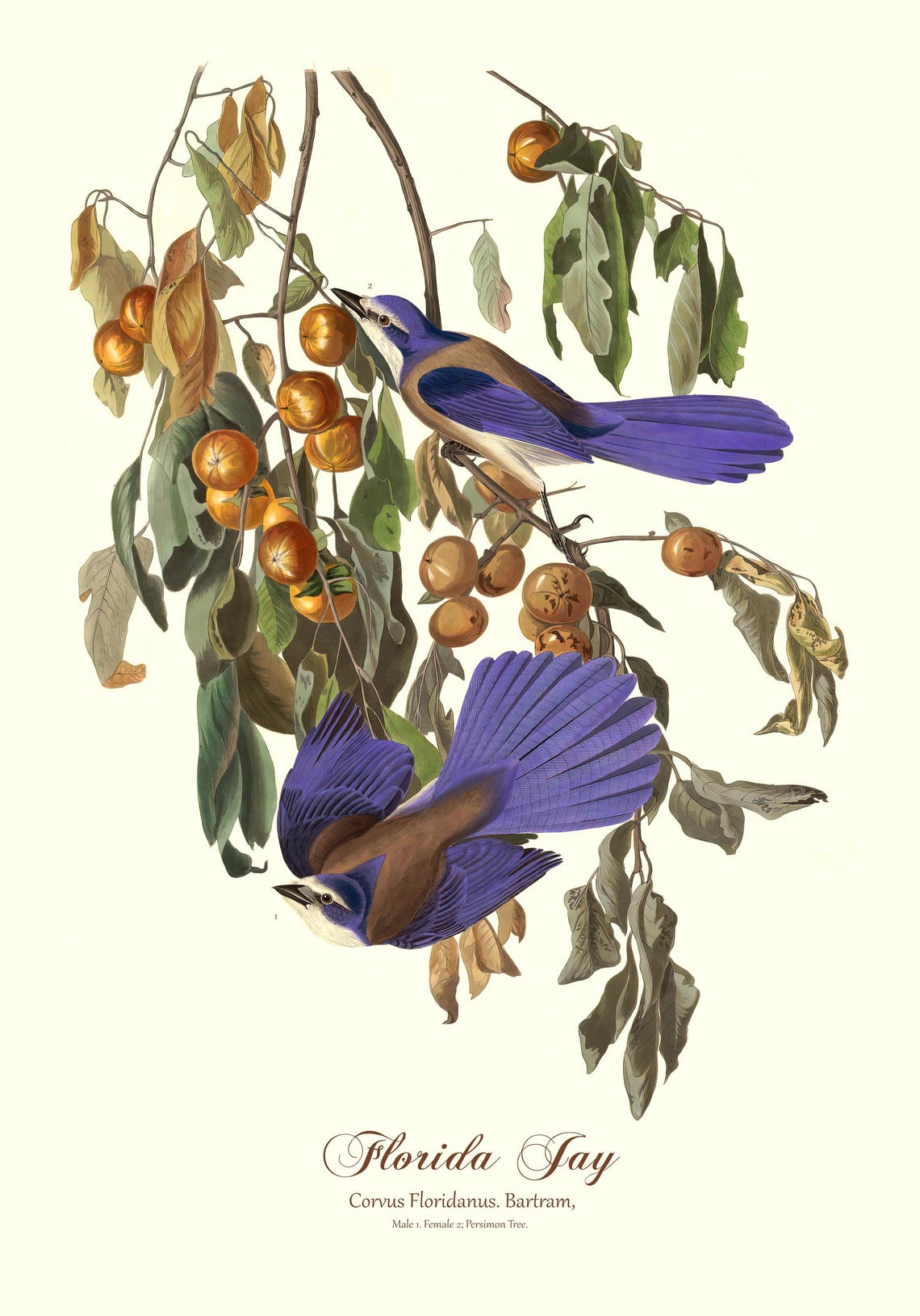 Florida Jay Audubon Vintage Bird Illustration Blue Jay Persimmon Print - Image 2