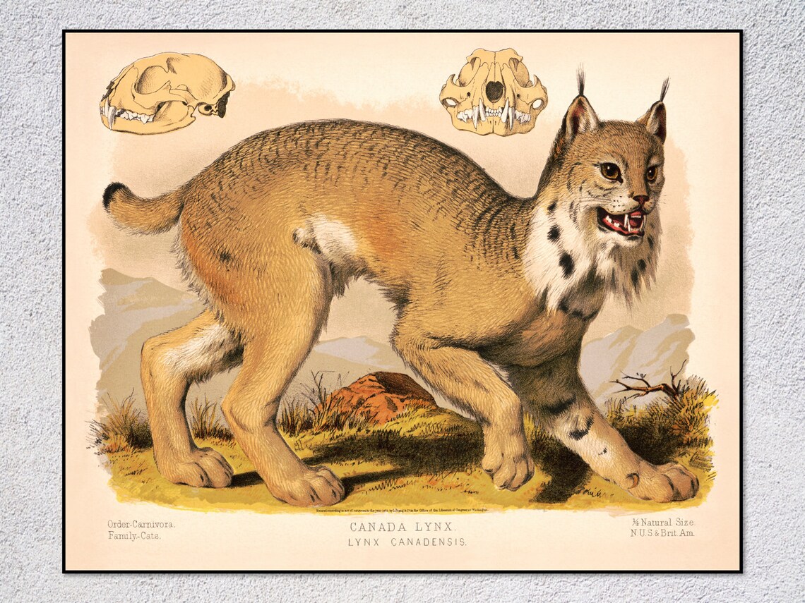 Canada Lynx Wild Cat Vintage Natural History Wildlife Illustration Poster