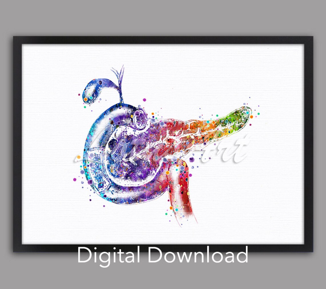 Pancreas Anatomy Watercolor Art Print, Doctor Office