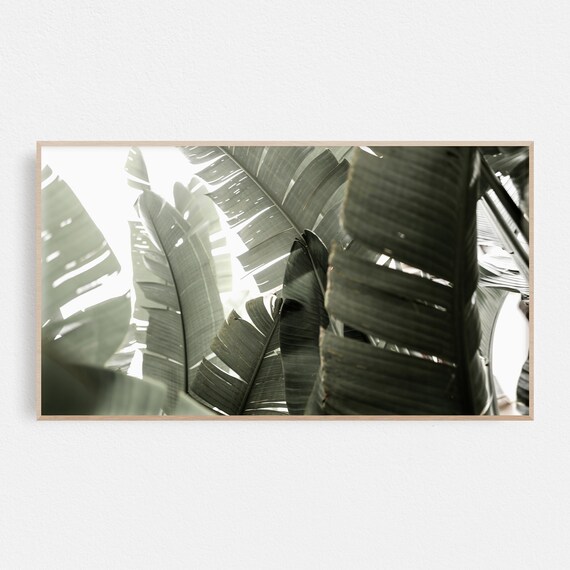 Sunlit Palm Fronds Muted Green Tropical Botanical Photography Poster