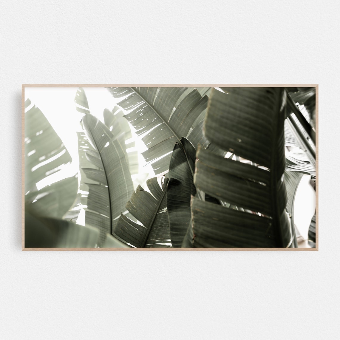 Sunlit Palm Fronds Muted Green Tropical Botanical Photography Poster
