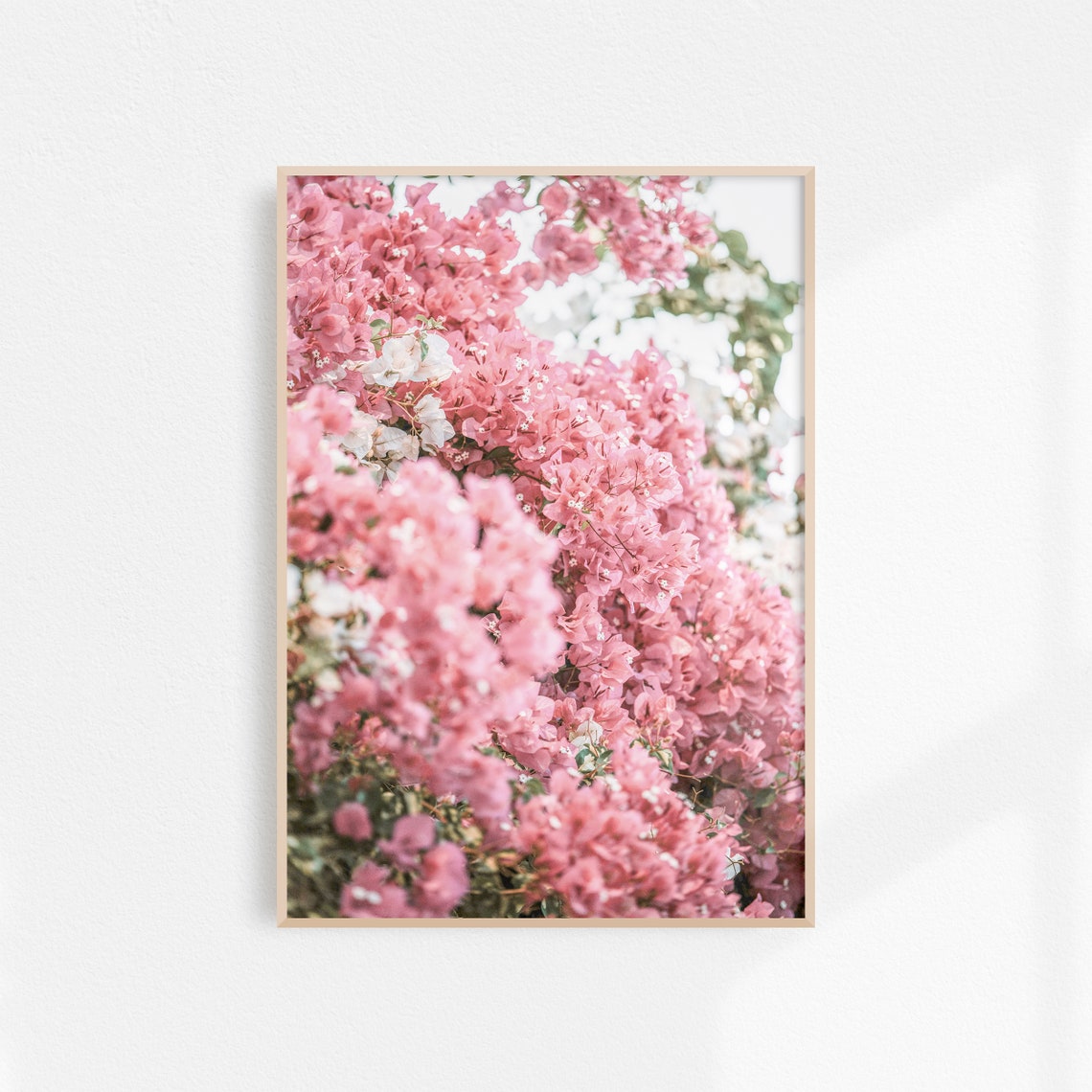 Pink Bougainvillea Blossoms Close Up Floral Photography Poster