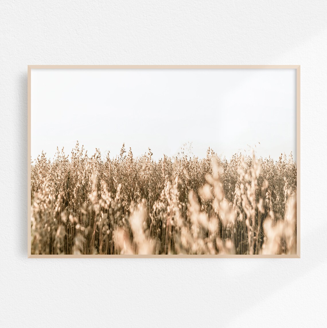 Golden Wild Grass Field in Soft Morning Light Photography Poster