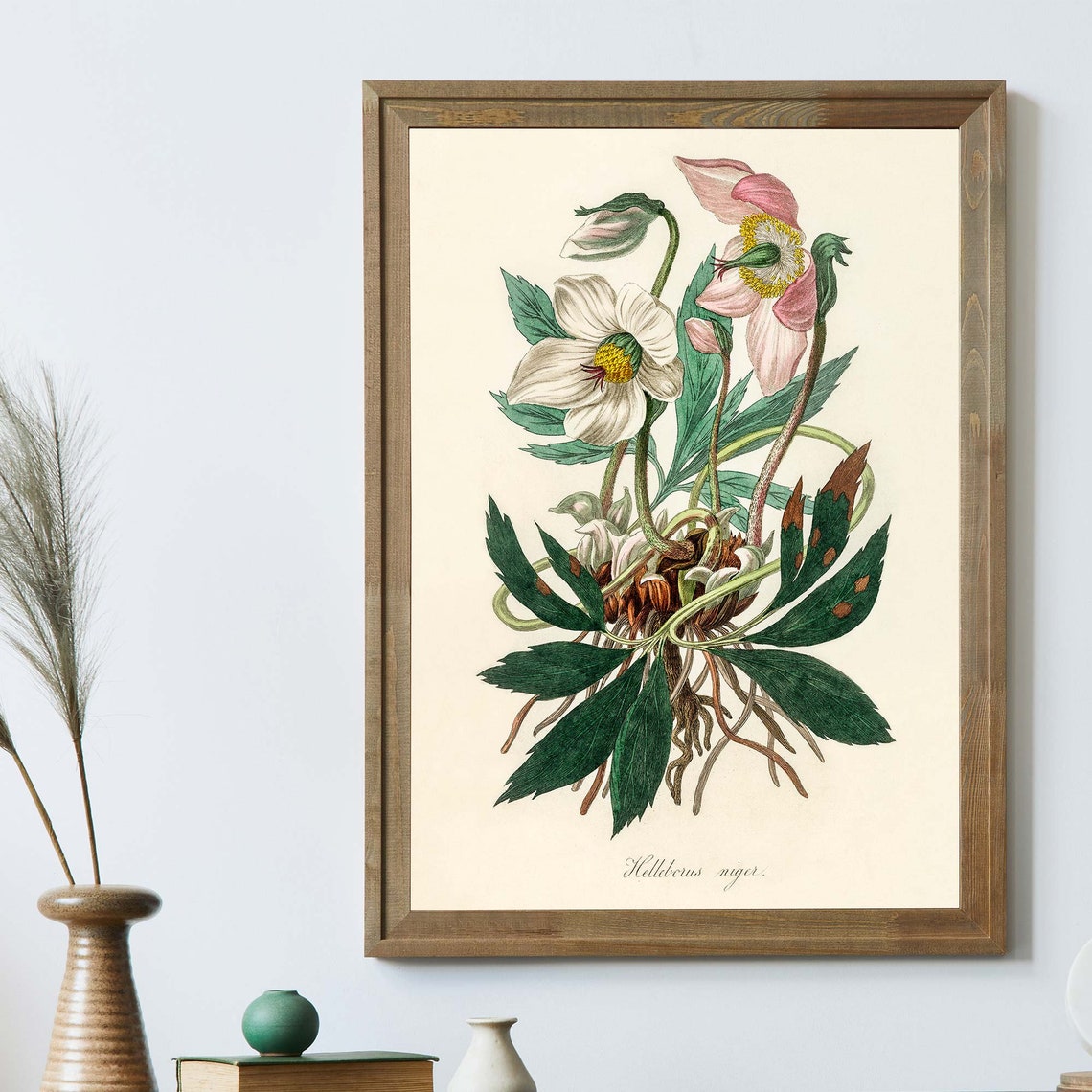 Helleborus Niger Christmas Rose Botanical Flower Engraving Poster - Image 3