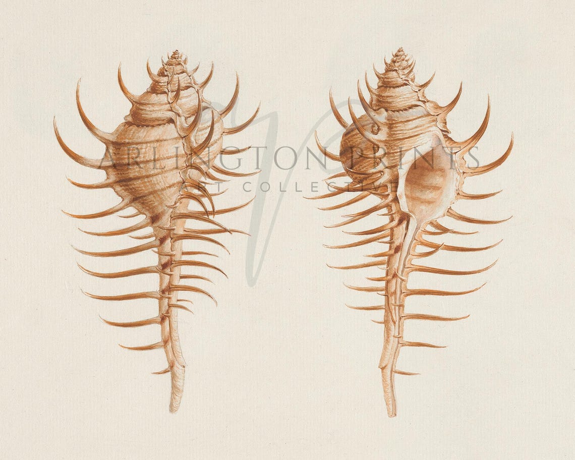 Neutral Beige Coastal Shells Wall Art Vintage Seashells Sketch Drawing Boho Beach Art Beachy Home Decor Coastal Nursery Prints - Image 3