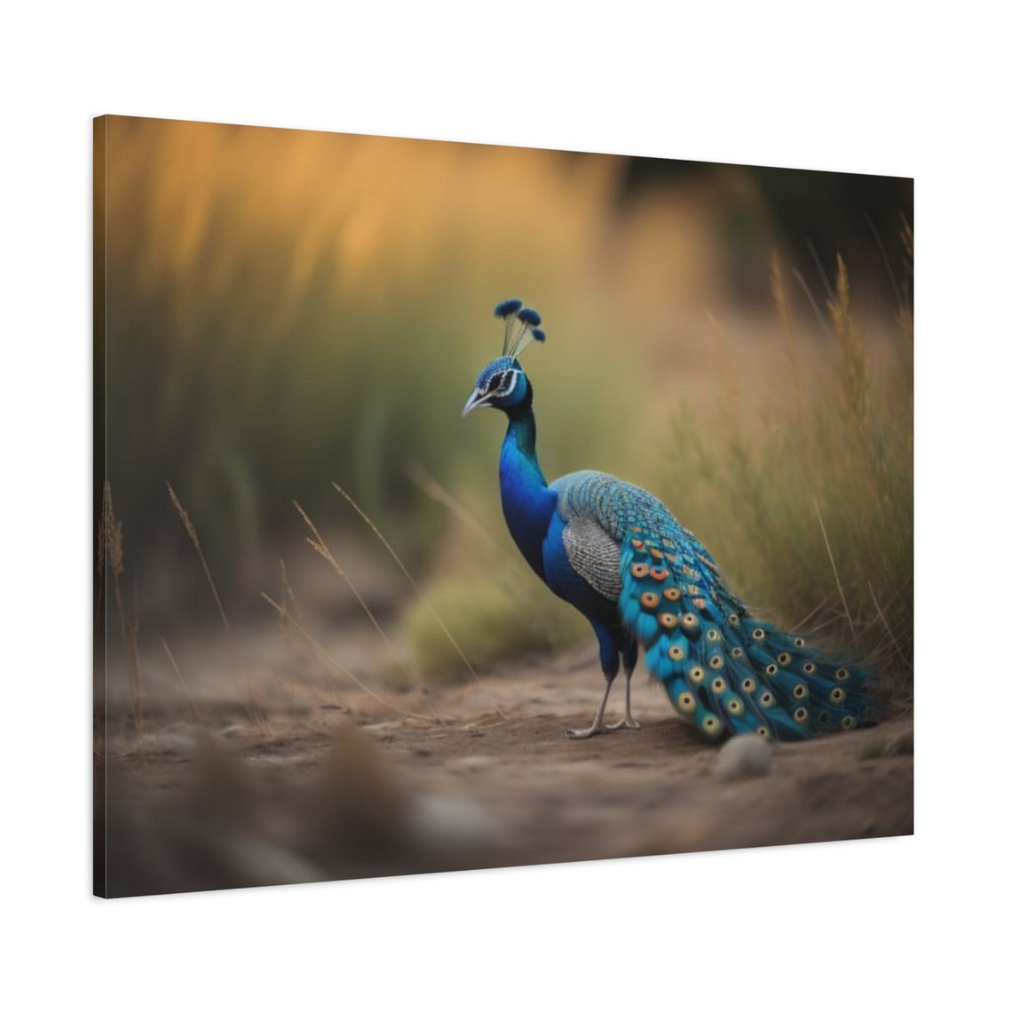 Peacock In Golden Grass Blue Feathered Bird Nature Wildlife Poster - Image 3