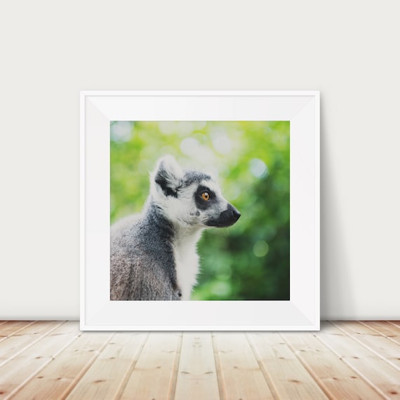 Ring Tailed Lemur Portrait Animal Photography Print