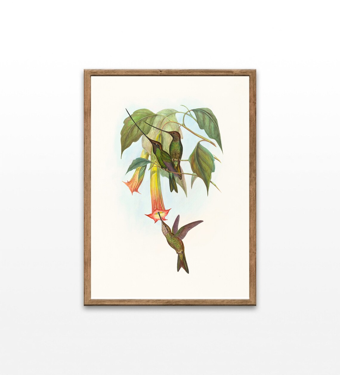 Sword Billed Hummingbird Vintage Bird Drawing Art Print