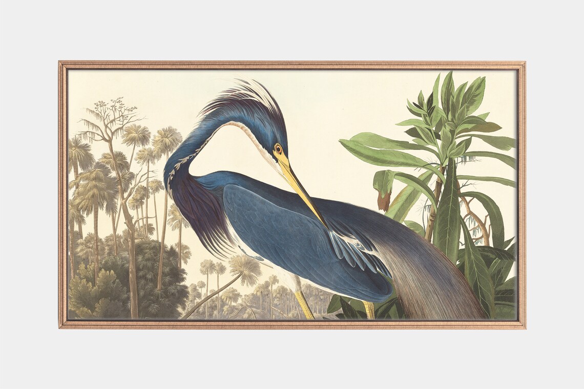 Antique Bird Print, Vintage Louisiana Heron Art Print