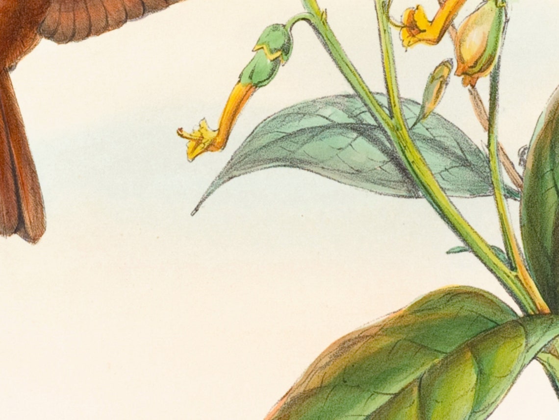 Antique Hummingbird Pair Lithograph Vintage Botanical Bird Print - Image 2