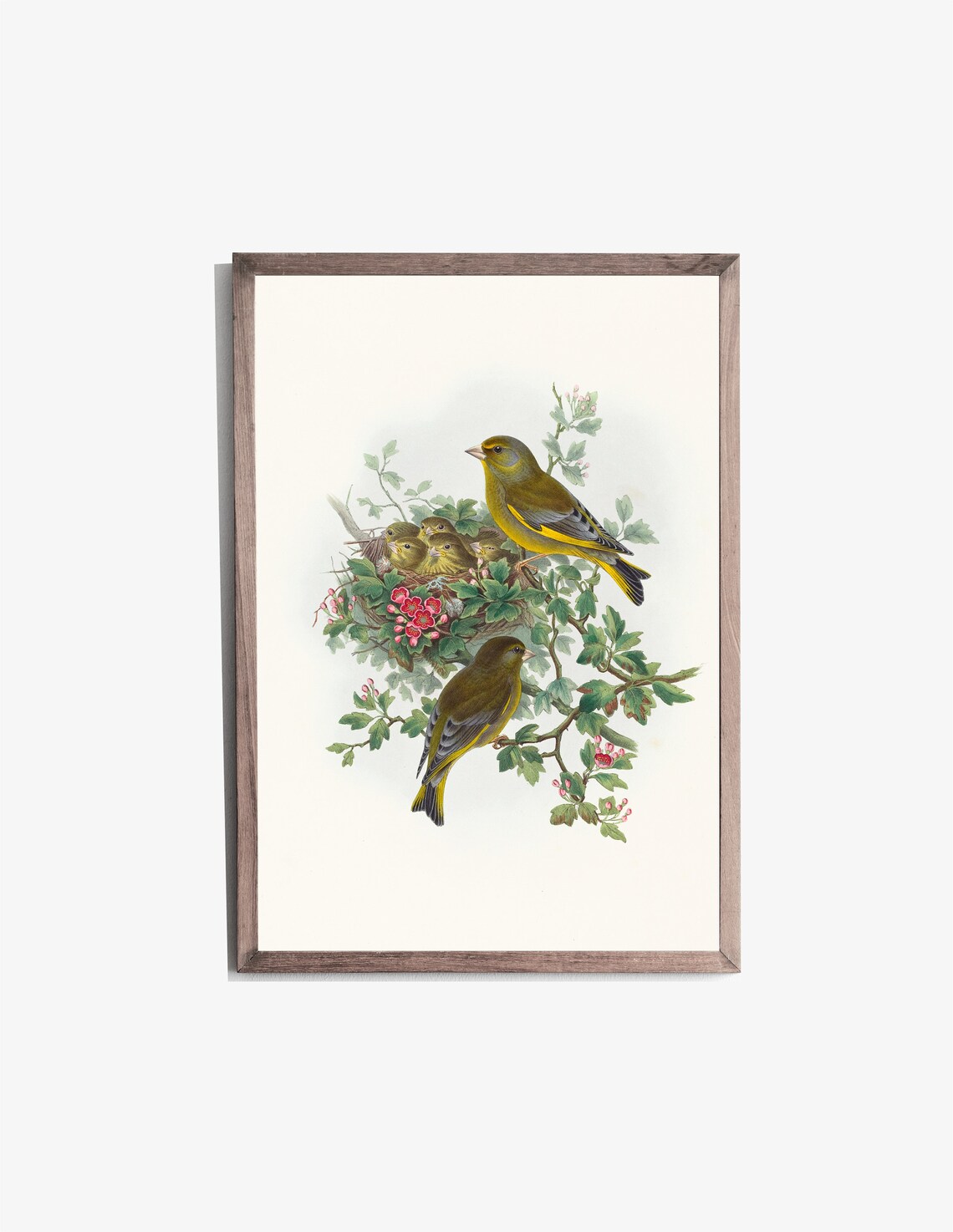 Greenfinch Family Nesting Vintage Bird Illustration Antique Art Poster - Image 2