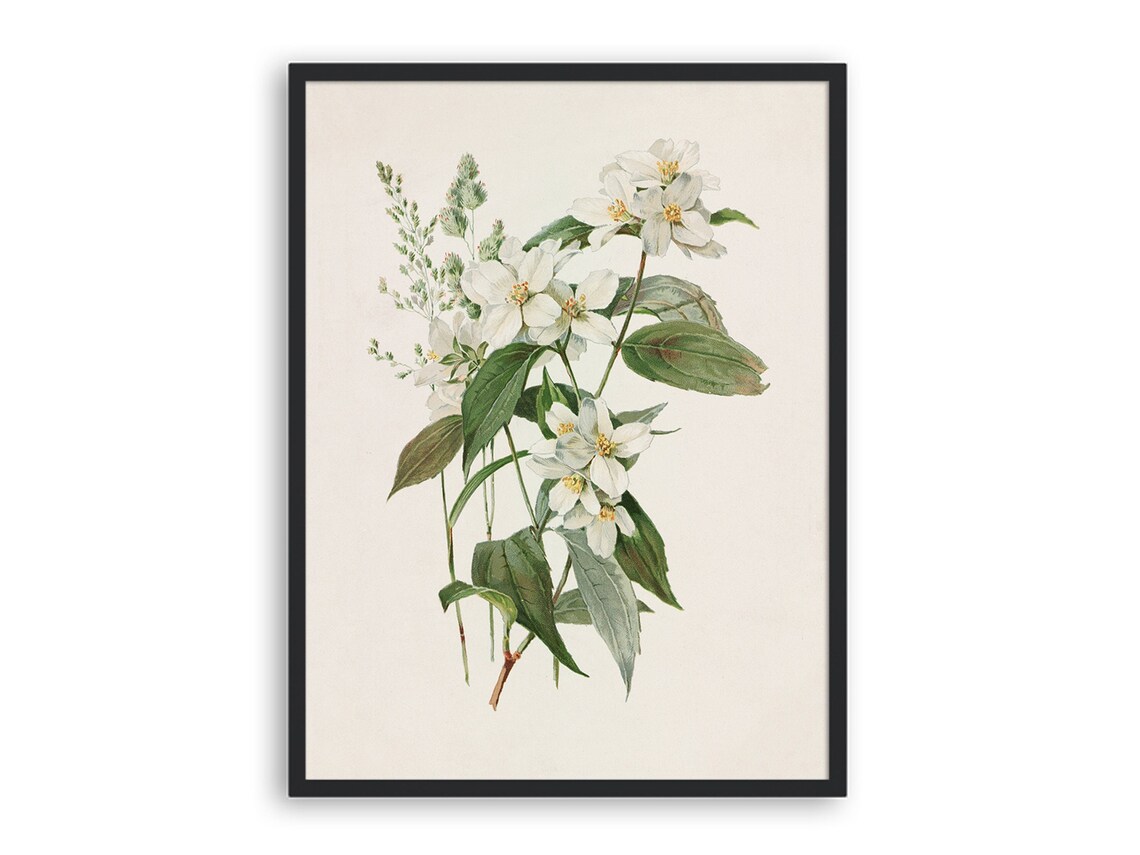 Vintage Botanical Flower Illustration Art Print - Image 3