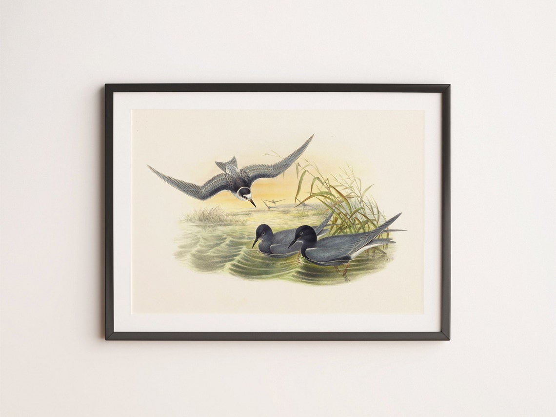 Vintage Marsh Tern Lithograph Antique Waterbird Illustration Print - Image 4