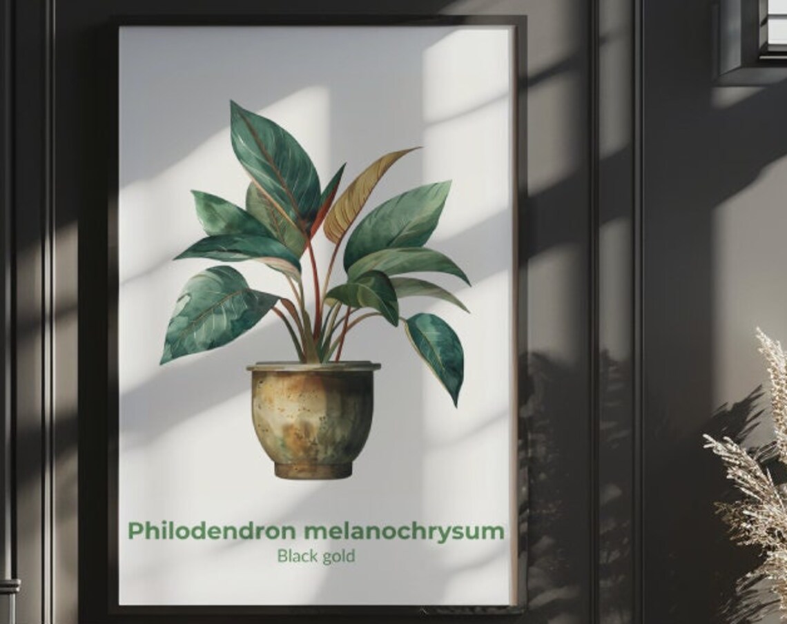 Black Gold Philodendron Melanochrysum Watercolor Botanical Art Poster