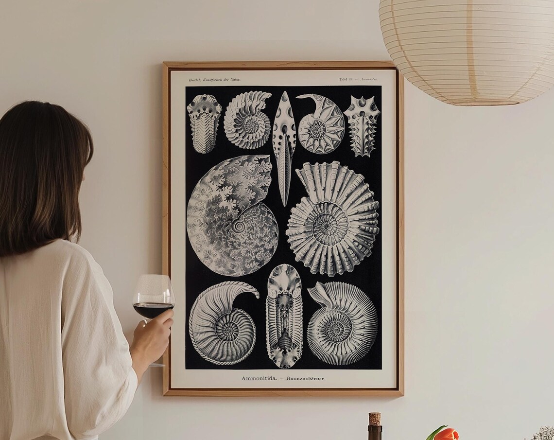 Ernst Haeckel Ammonitida Fossil Shells Black Vintage Natural History Poster