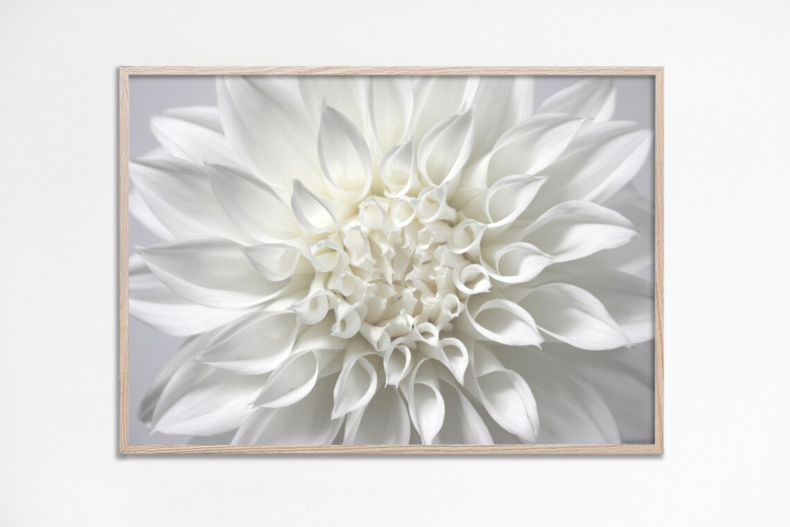 Dahlia Print, White Neutral Floral Art Poster