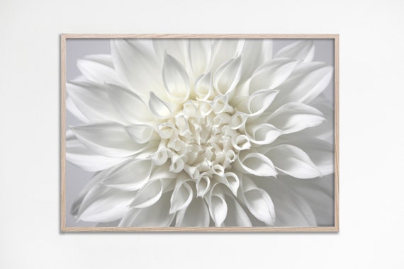 Dahlia Print, White Neutral Floral Art Poster