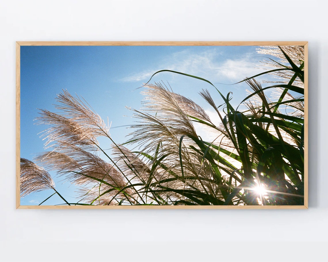 Summer Frame Tv Art Pampas Grass Photo For The Samsung White Boho Artwork Botanical