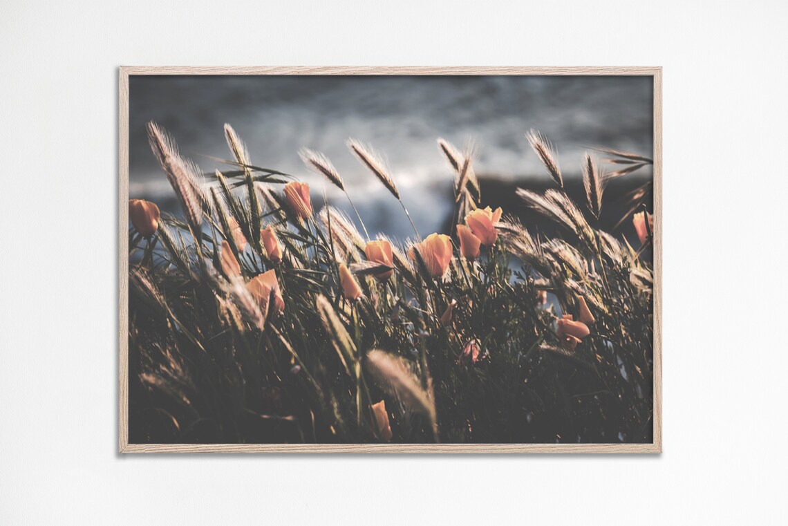 Orange Poppies Wild Grass Sunset Moody Dark Floral Photography Print
