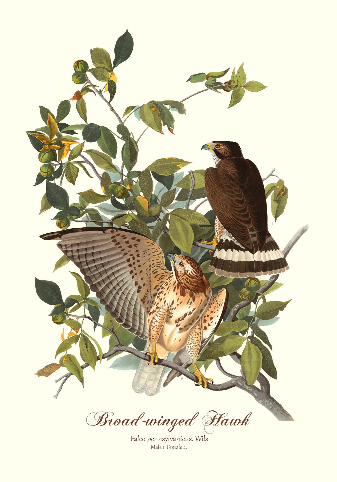 Broad-winged Hawk Audubon Vintage Raptor Illustration Falcon Art Print - Image 2