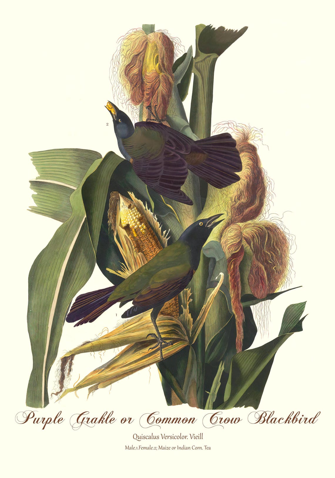 Purple Grackle Common Crow Blackbird Audubon Vintage Bird Art Print - Image 2