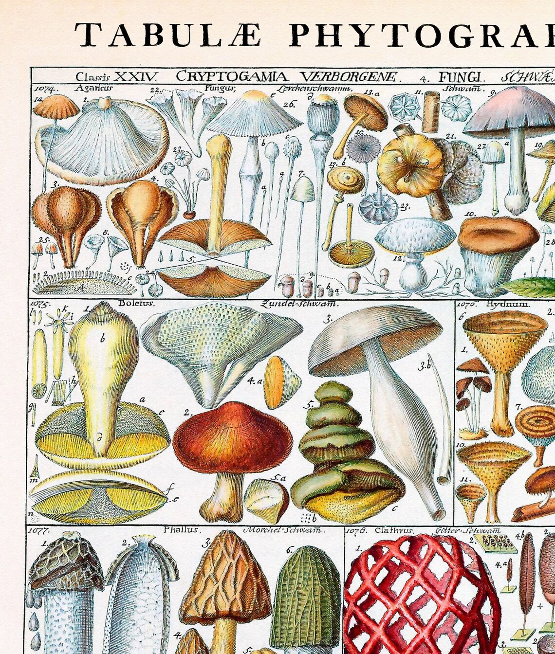 Johannes Gessner Historic Vintage Botanical Art Print - Image 2